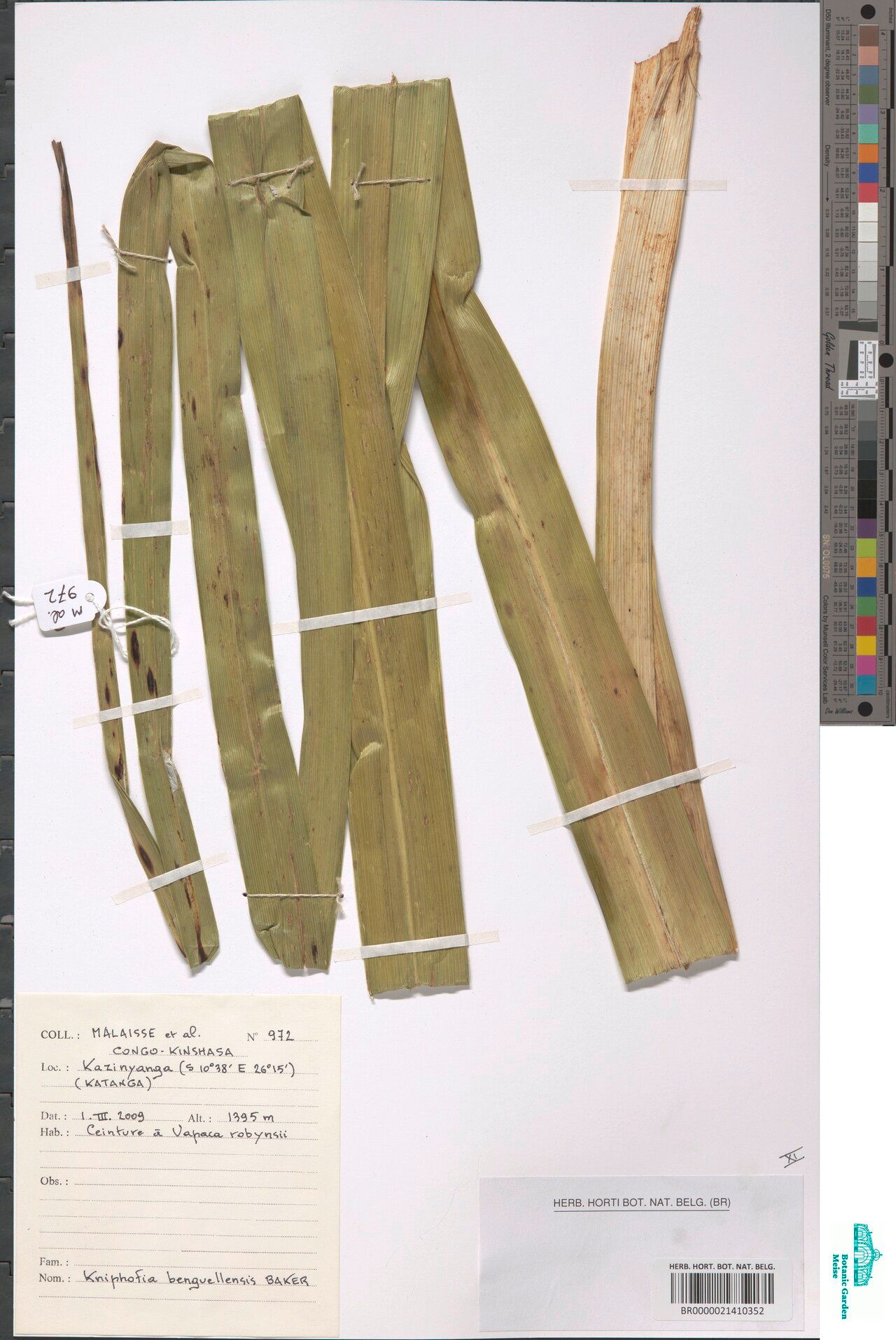 Kniphofia benguellensis