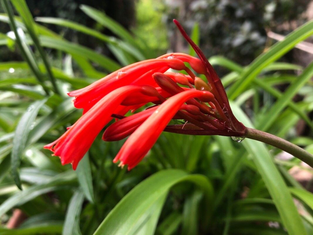 Cyrtanthus brachyscyphus flower