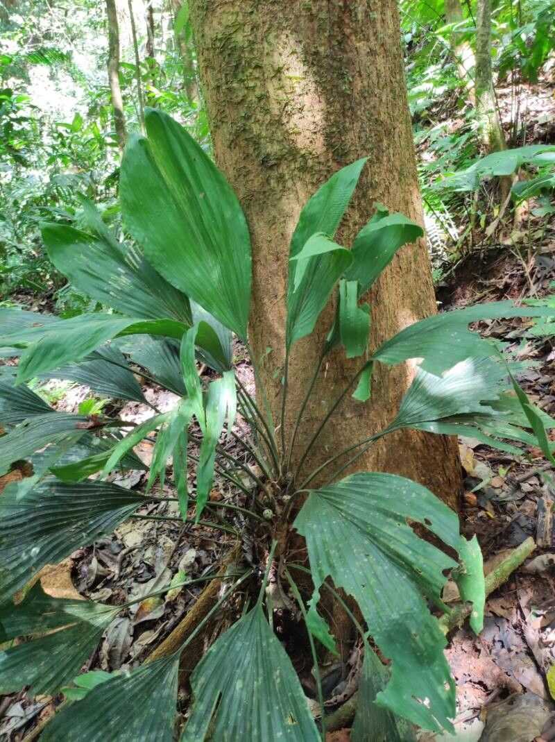 Asplundia pittieri — houseplant care guide