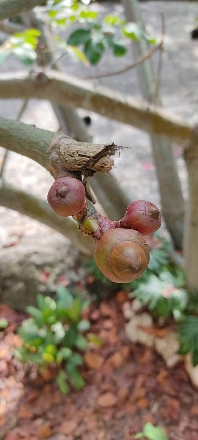 Pseudobombax ellipticum fruit