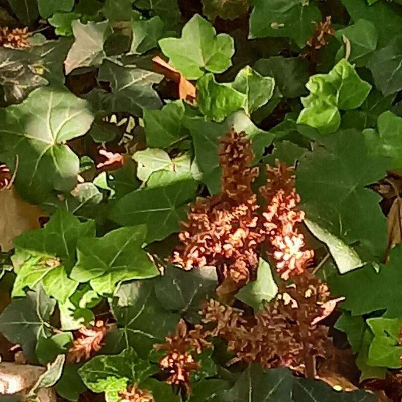 Orobanche hederae fruit