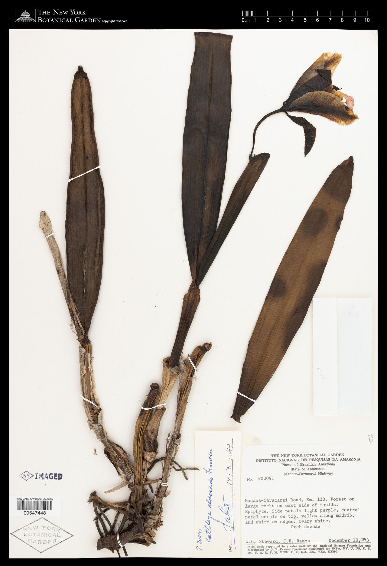 Cattleya wallisii habit