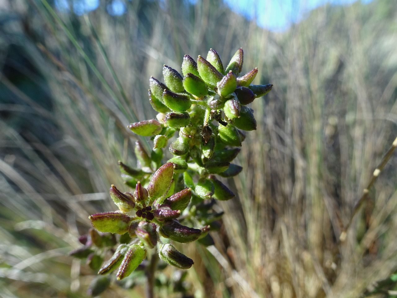 Draba jorullensis fruit