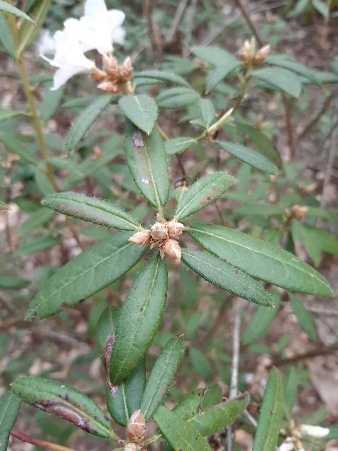 Rhododendron scabrifolium leaf