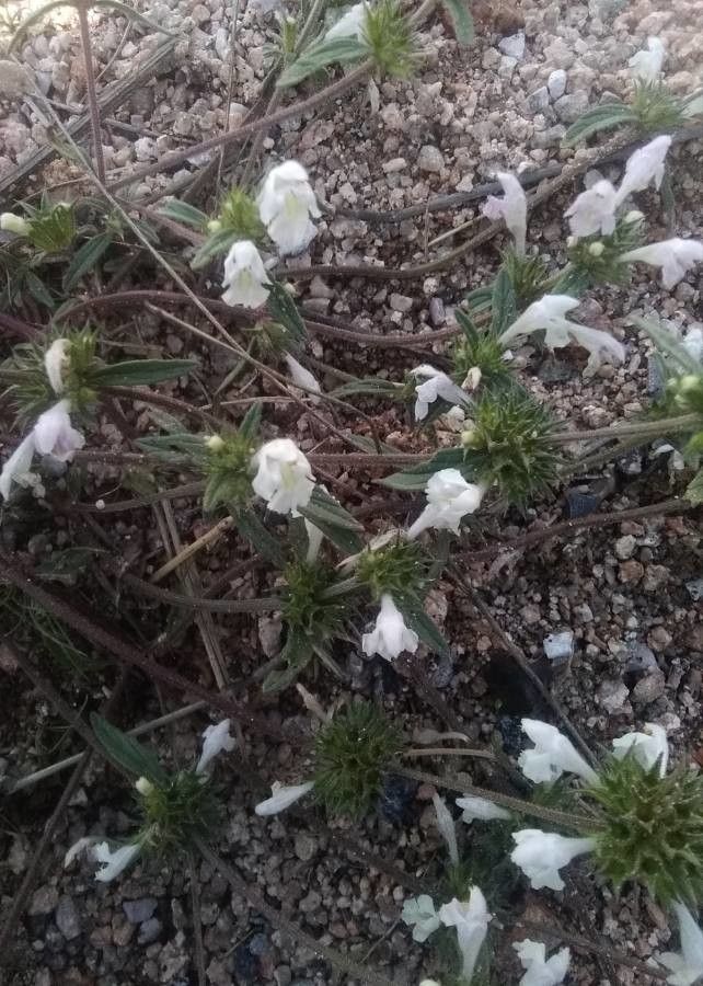 Galeopsis segetum flower