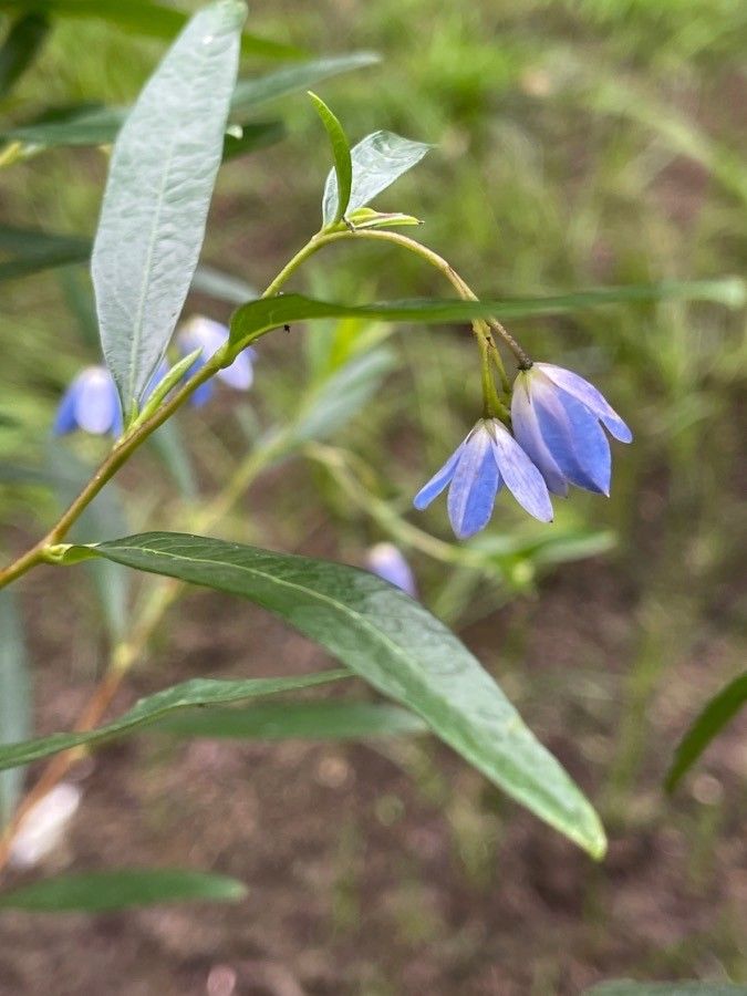 Billardiera heterophylla — search result for 'Pittosporaceae'