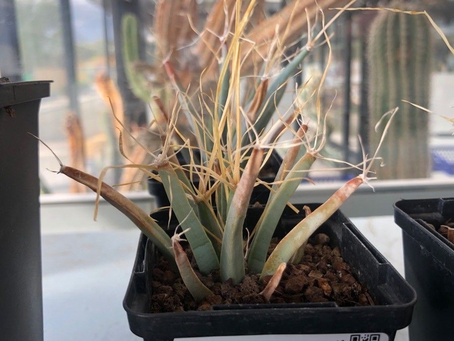 Leuchtenbergia principis leaf