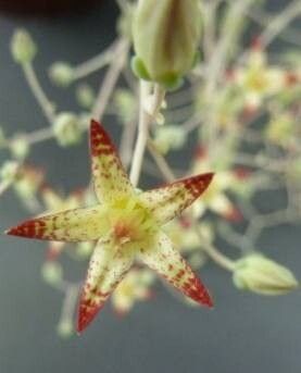 Graptopetalum glassii