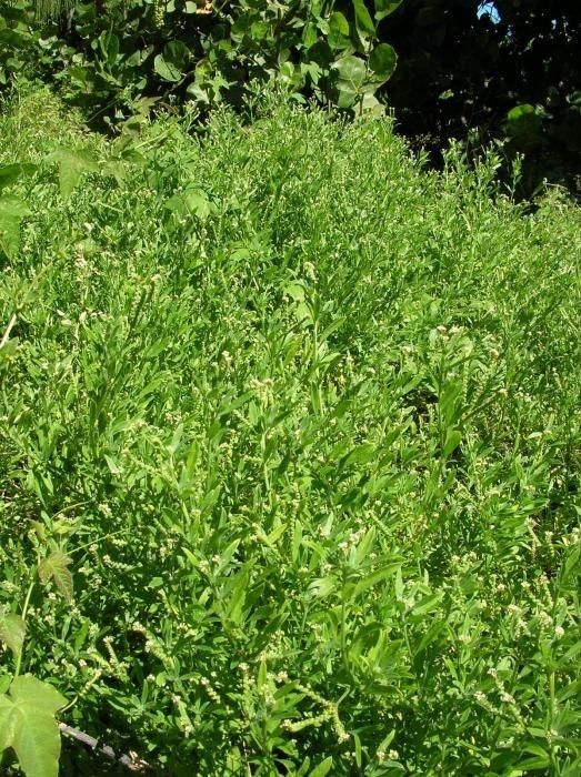 Euploca procumbens habit