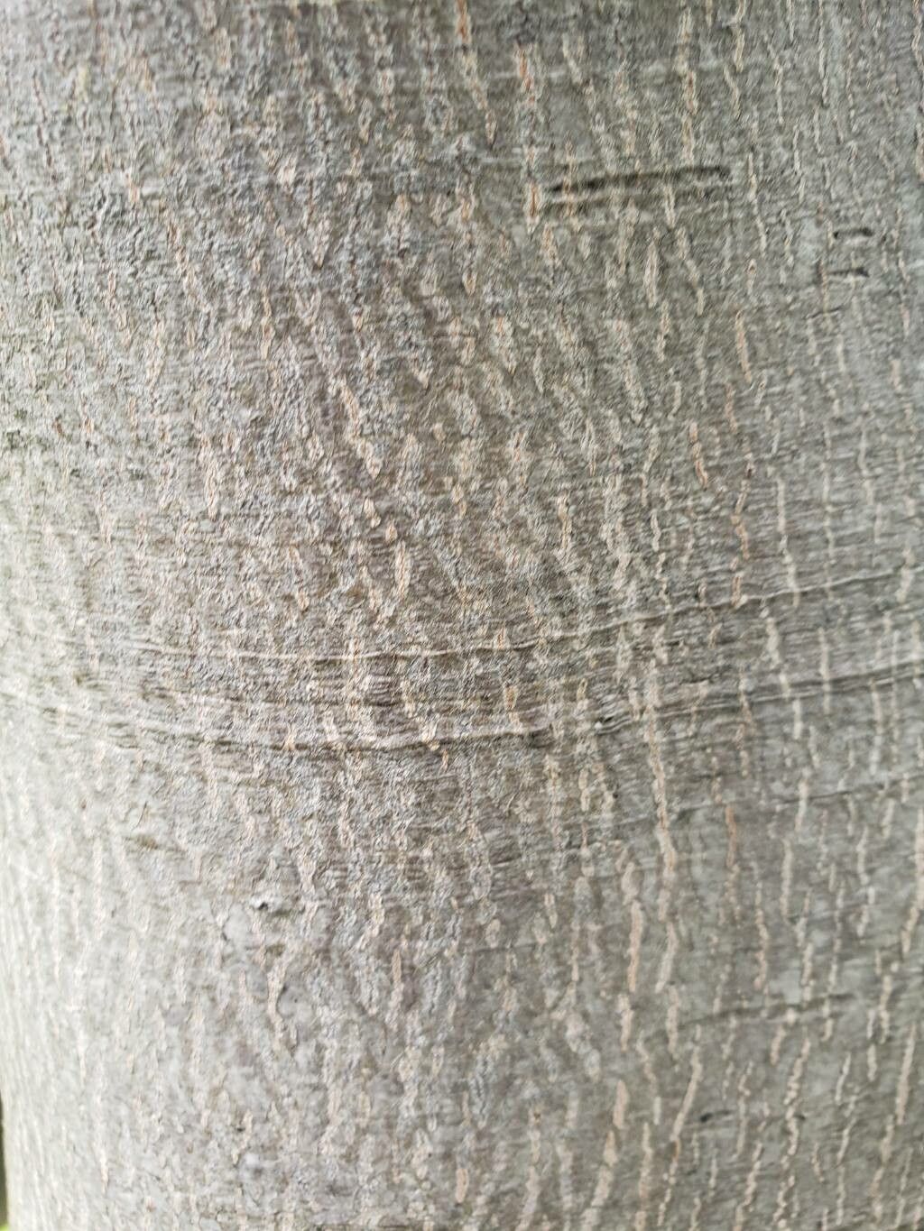 Pourthiaea arguta bark