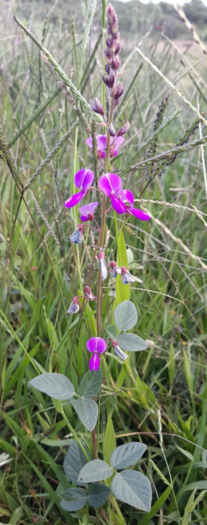 Desmodium subsericeum habit