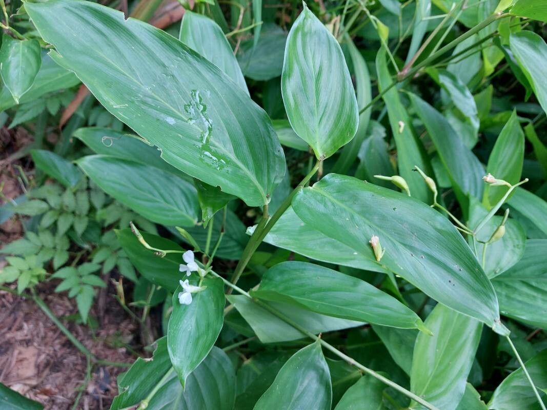 Stromanthe tonckat habit