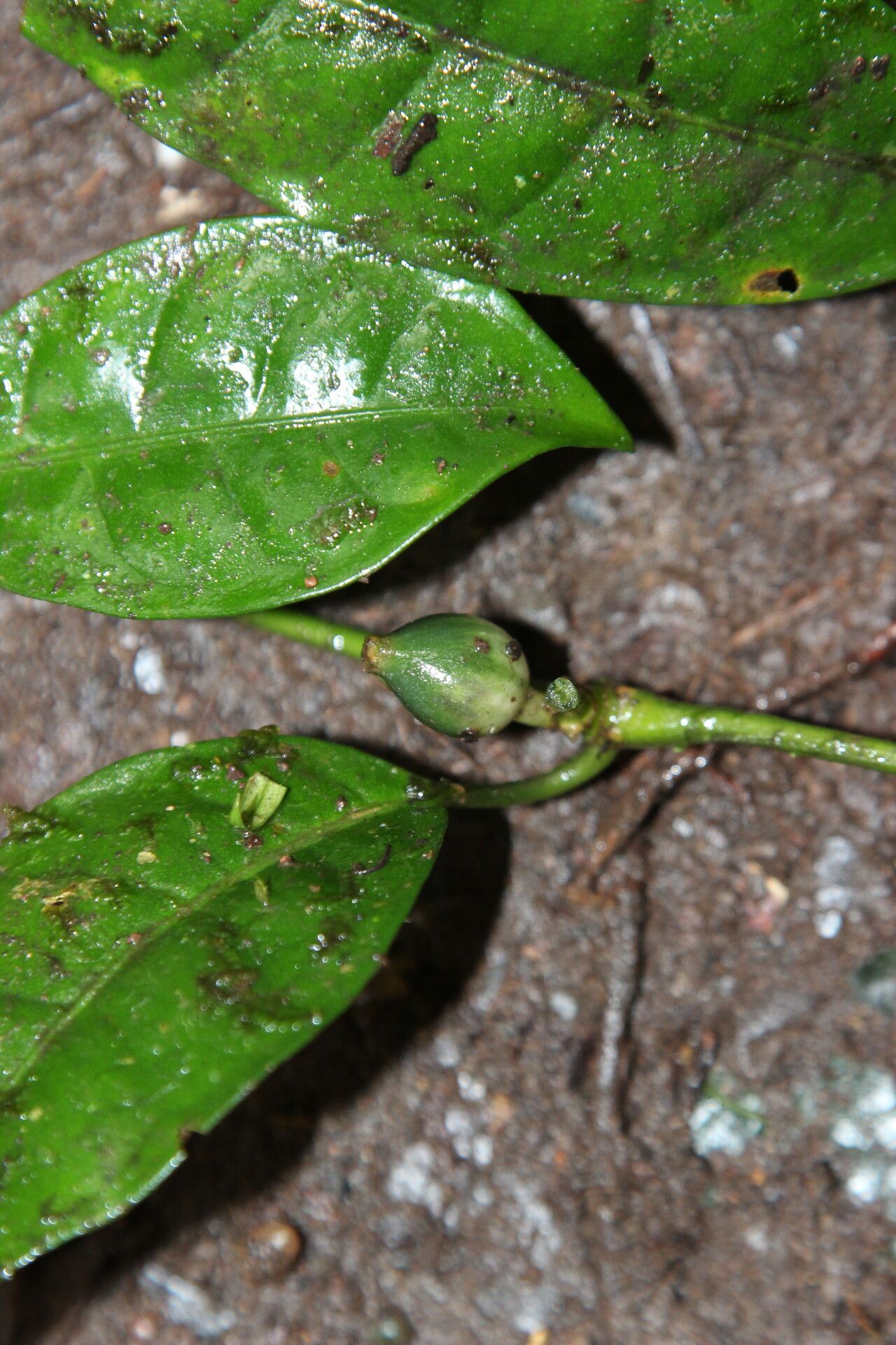 Psychotria varians fruit