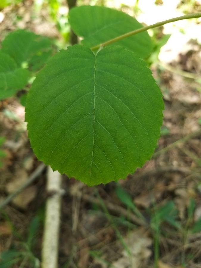 Amelanchier spicata — search result for 'Amelanchier'