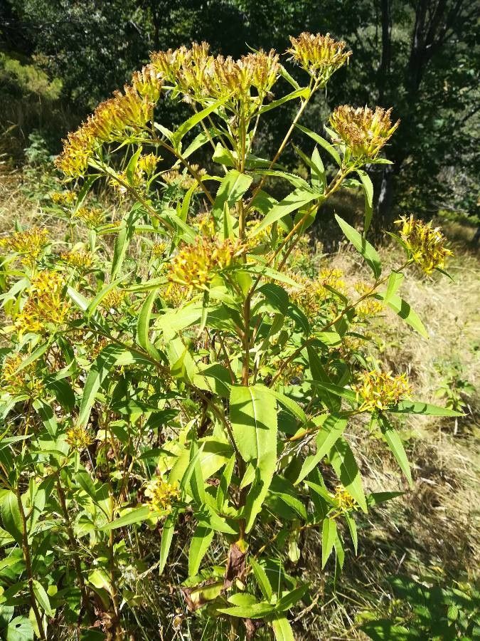 Senecio hercynicus habit