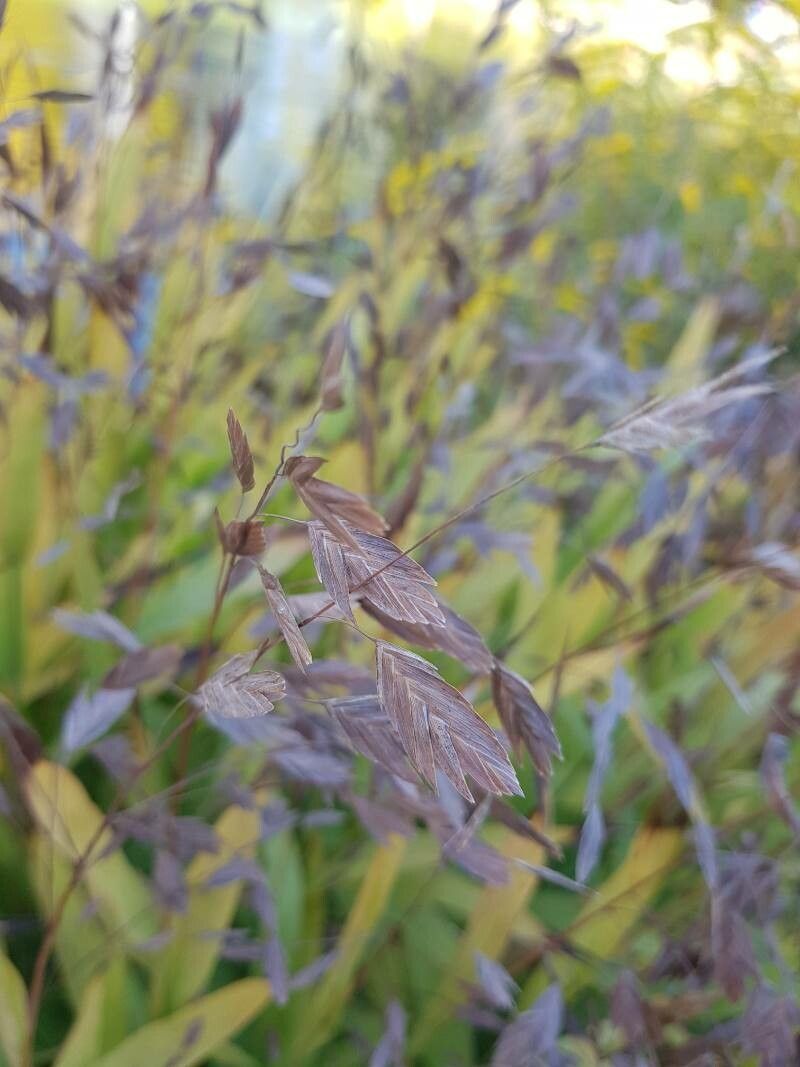 Pleioblastus viridistriatus flower