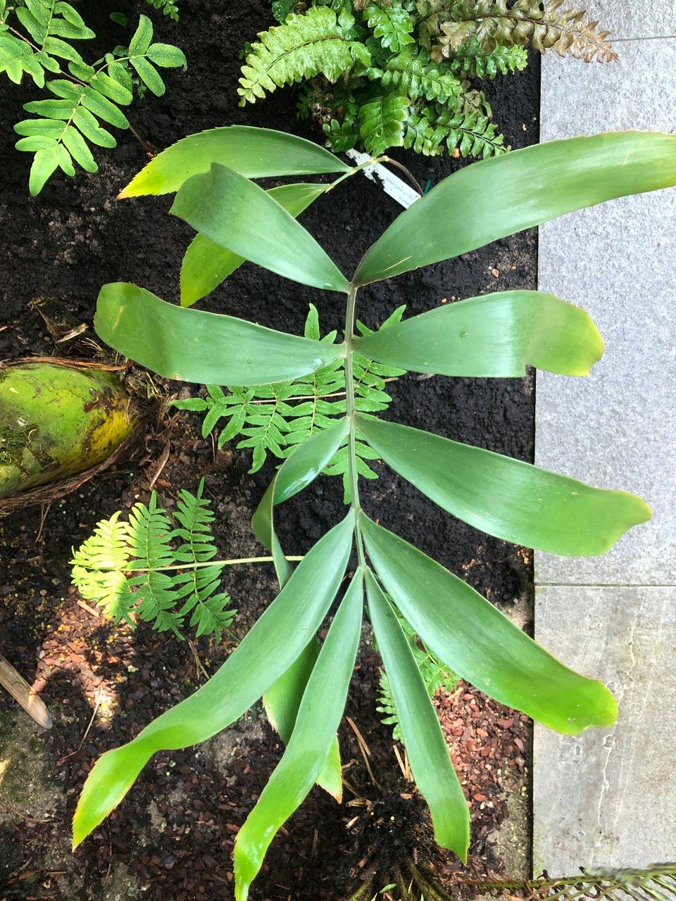 Zamia lacandona — search result for 'Zamiaceae'