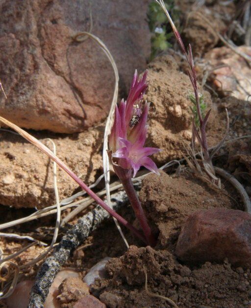 Allium parishii — houseplant care guide