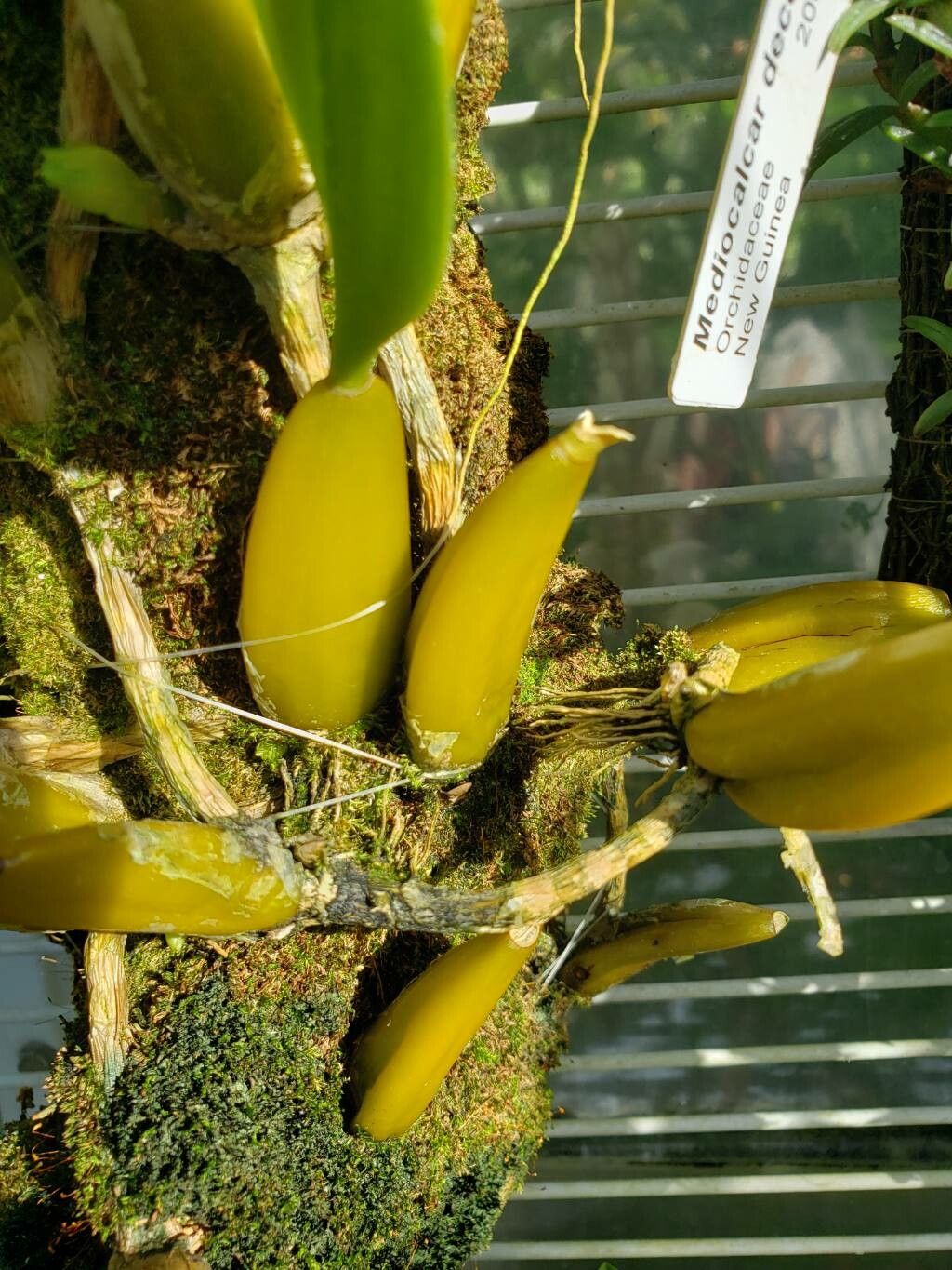 Bulbophyllum angustifolium other
