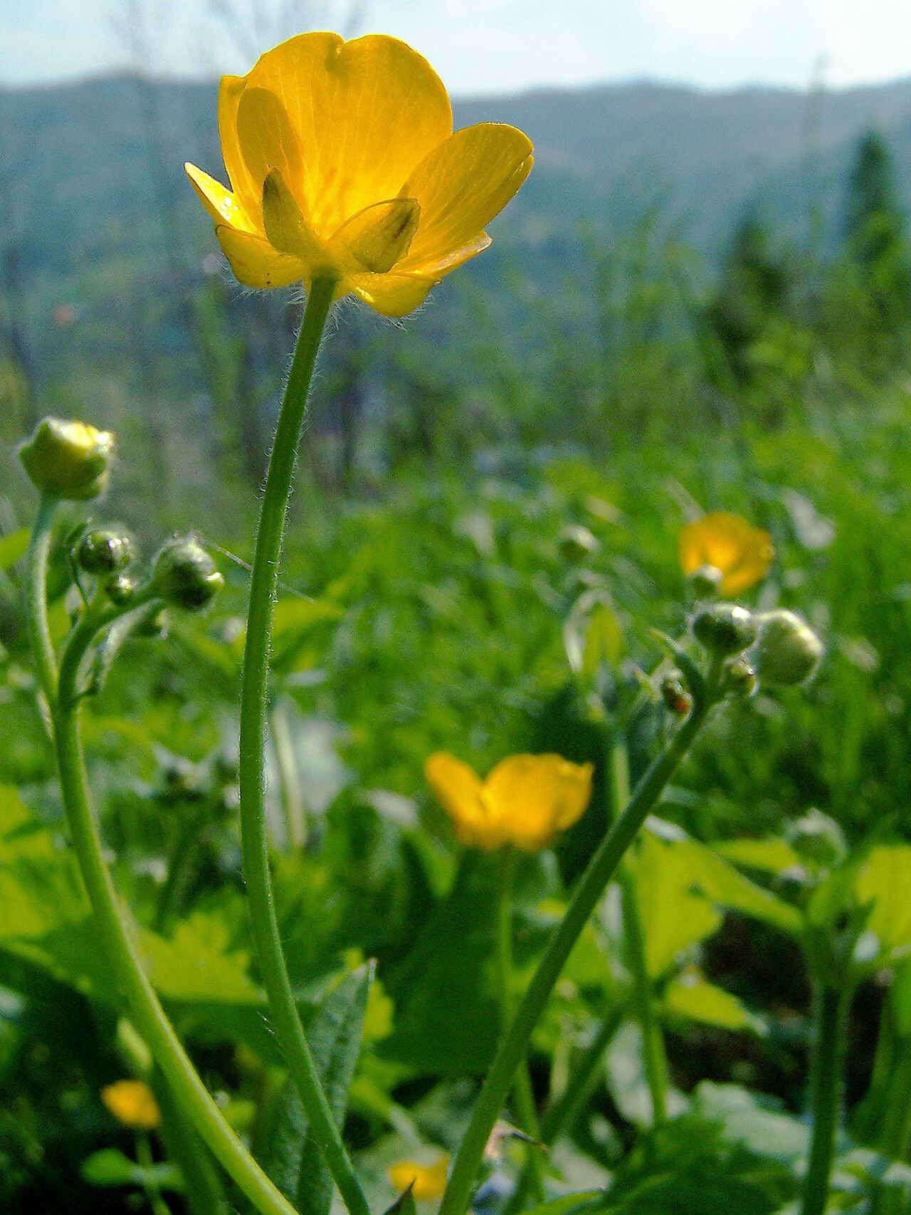 Ranunculus velutinus flower