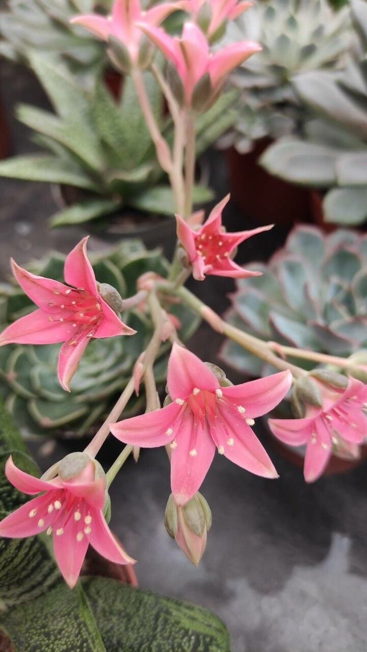 Graptopetalum bellum flower