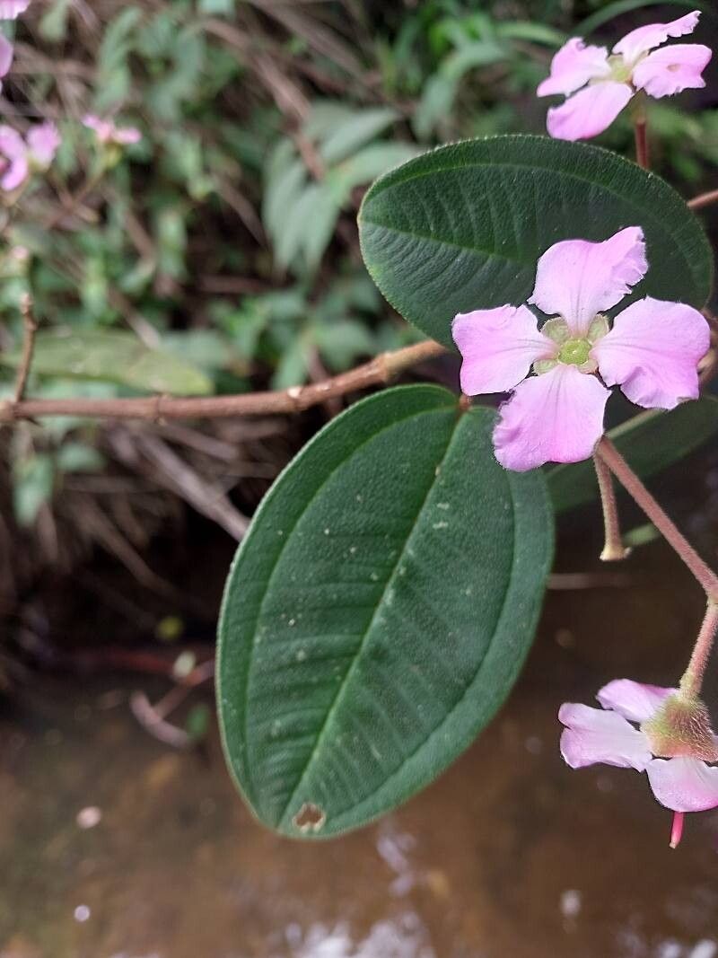 Dichaetanthera altissima — related species from the same genus