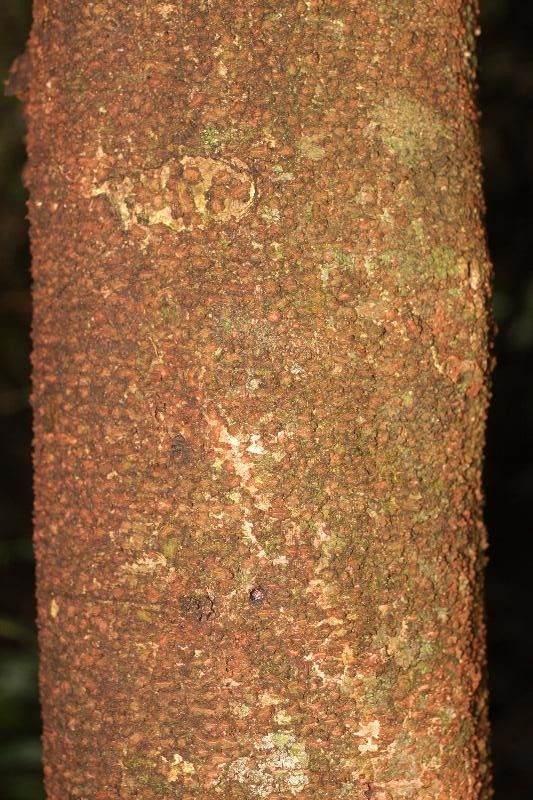 Inga cayennensis bark