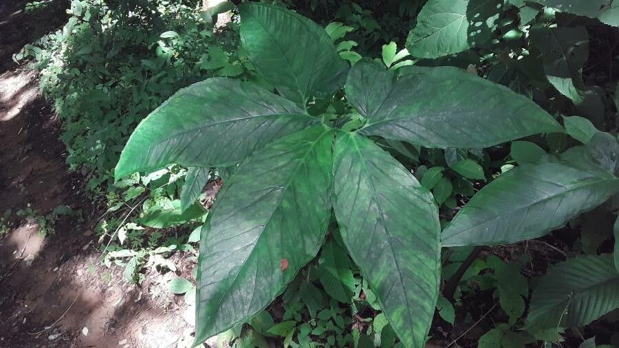 Xanthosoma wendlandii leaf