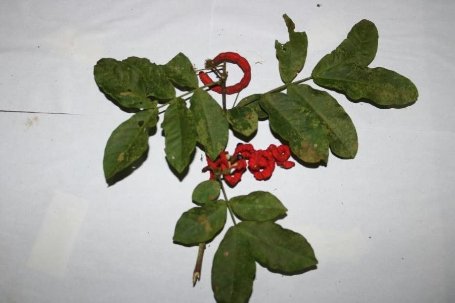 Cojoba rufescens — related species from the same genus