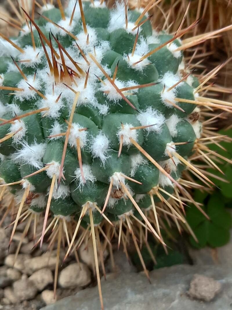 Mammillaria compressa bark