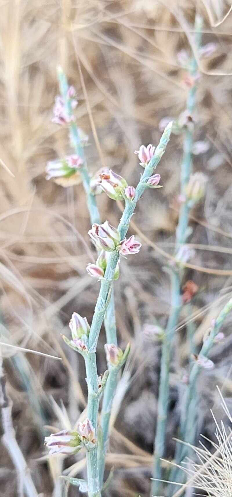 Polygonum setosum — houseplant care guide