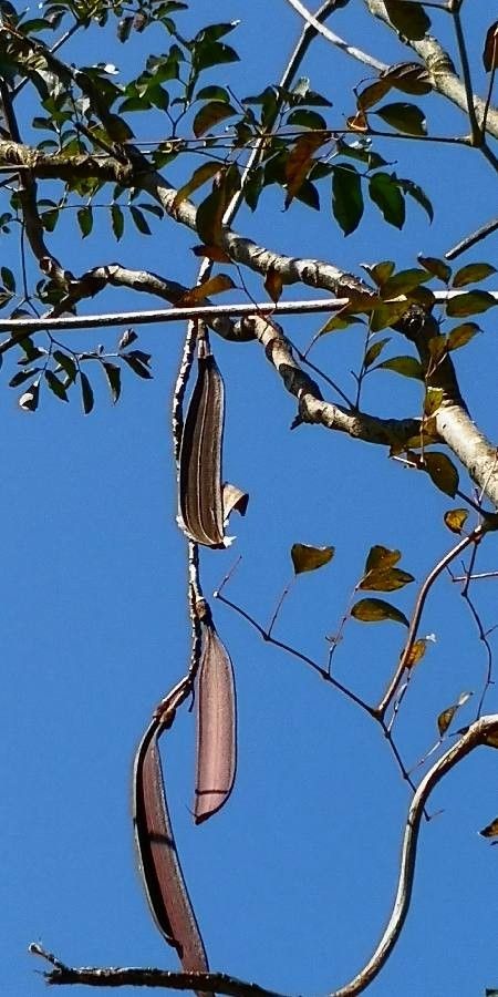 Oroxylum indicum fruit