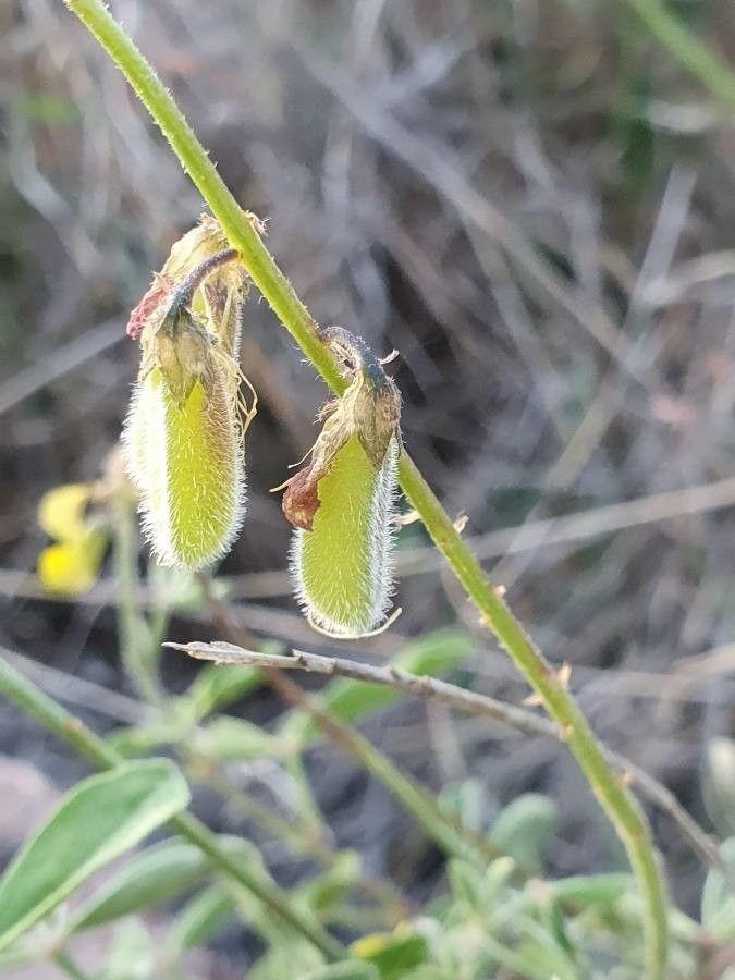 Crotalaria uguenensis leaf