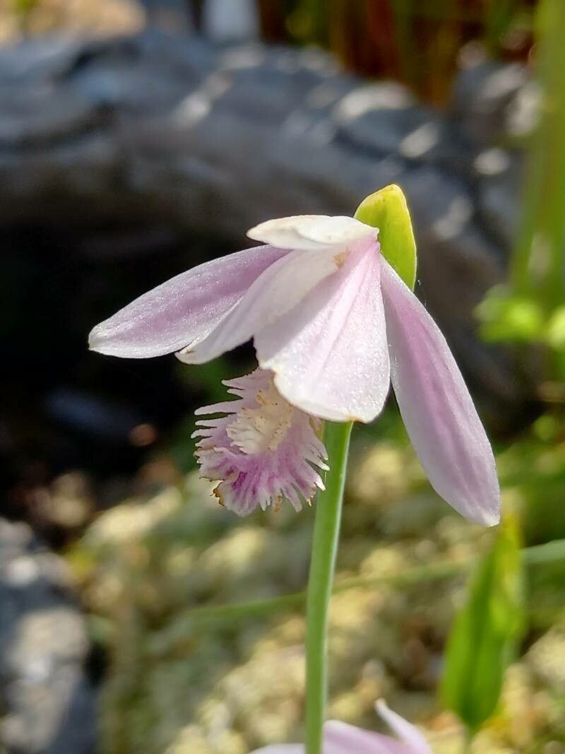 Pogonia ophioglossoides flower