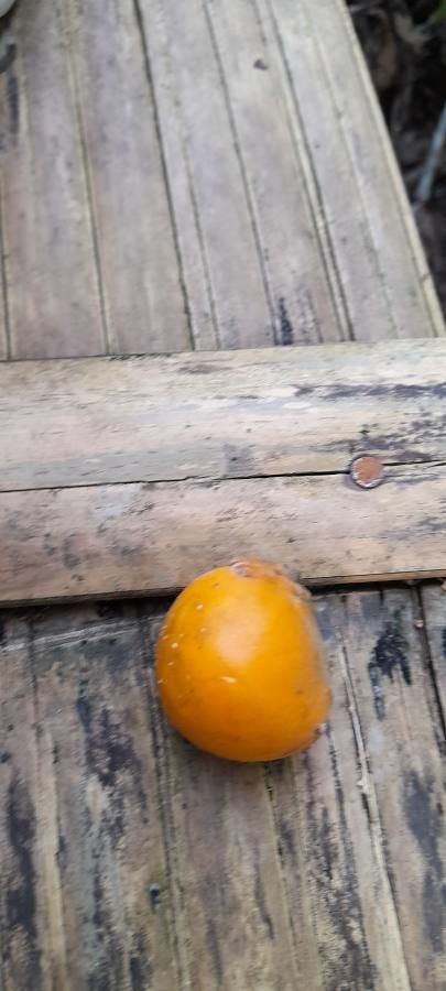 Garcinia livingstonei fruit