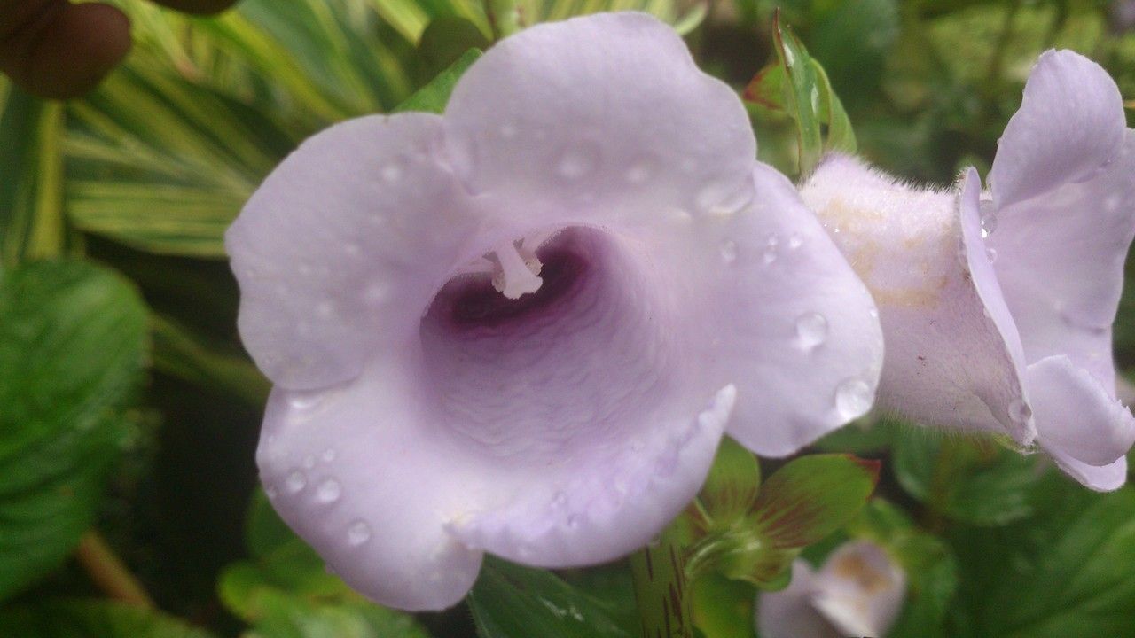Gloxinia perennis flower