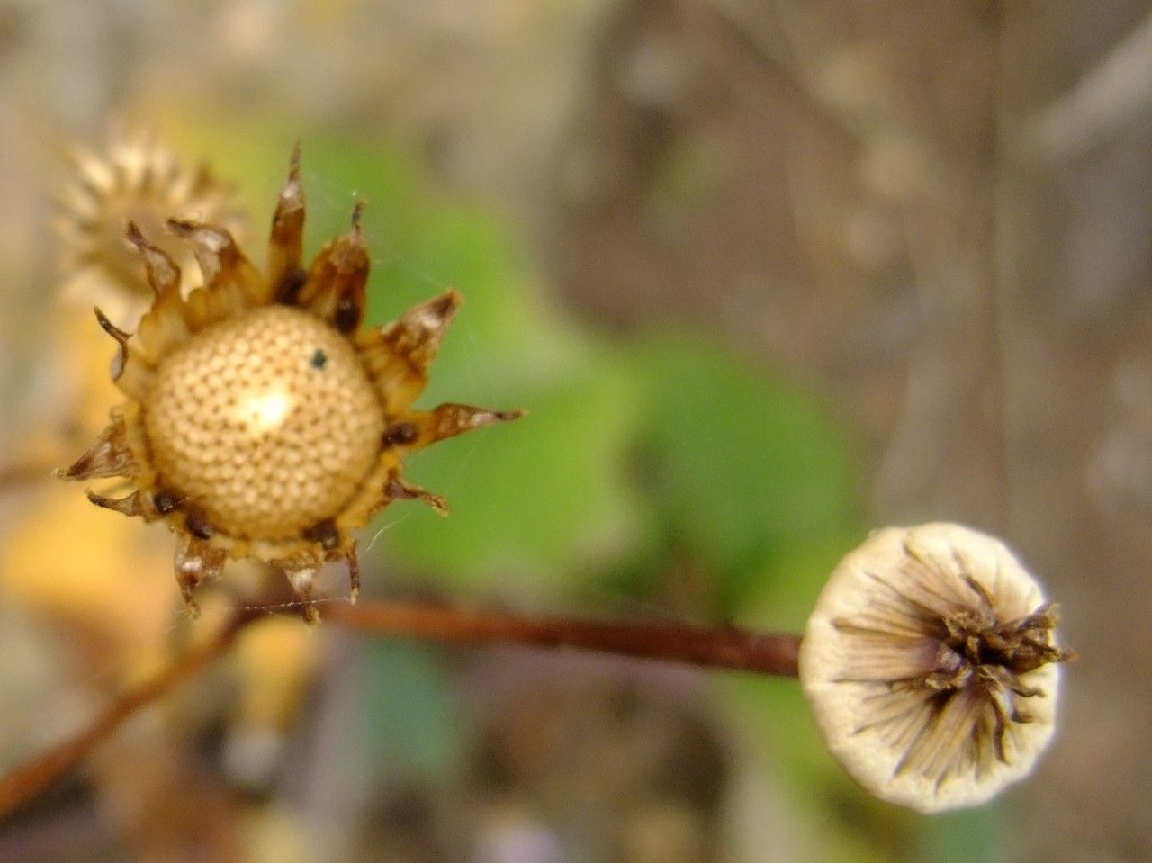Pericallis echinata fruit