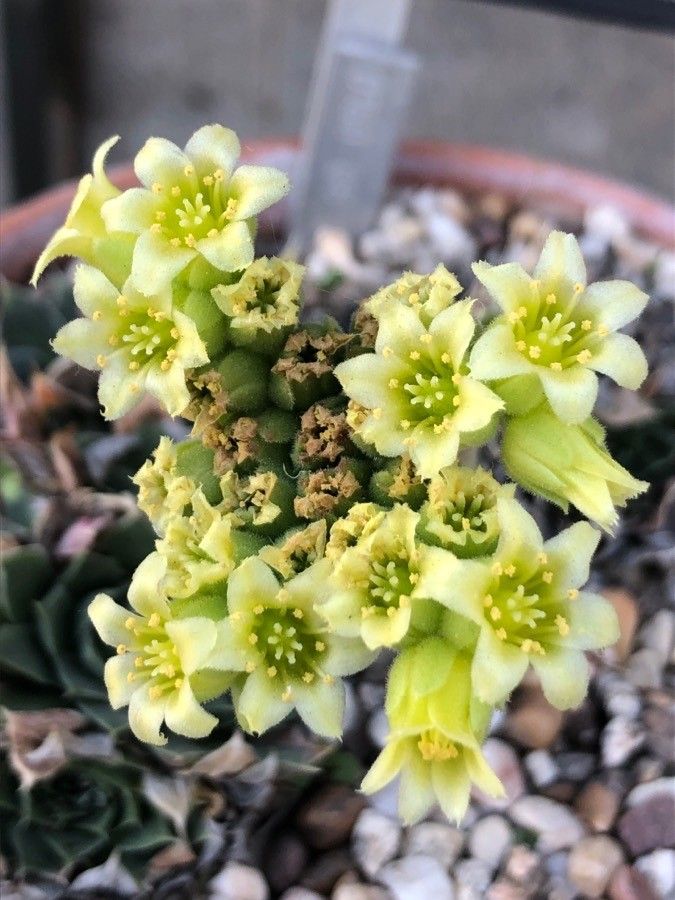 Sempervivum heuffelii flower