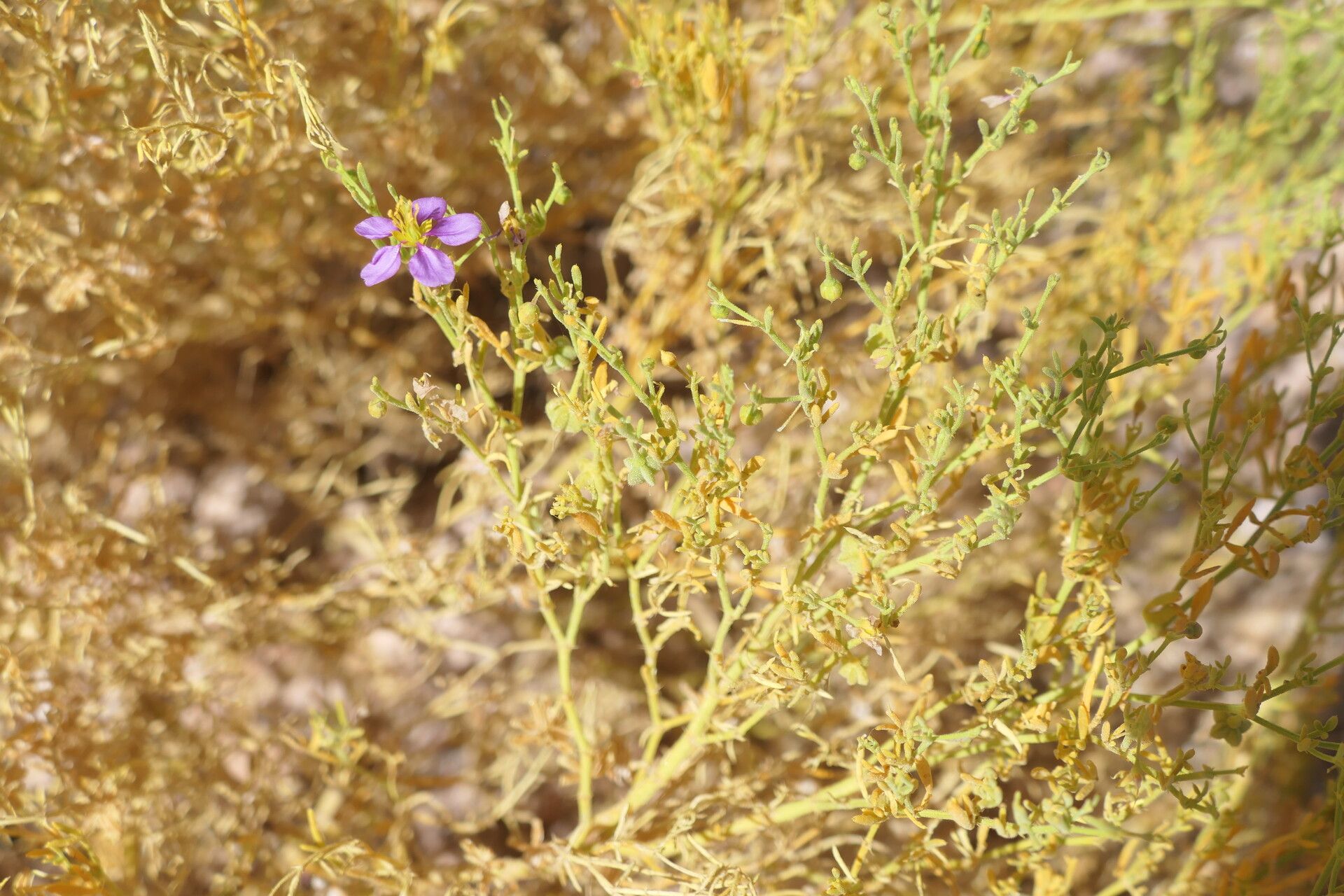 Fagonia scabra fruit