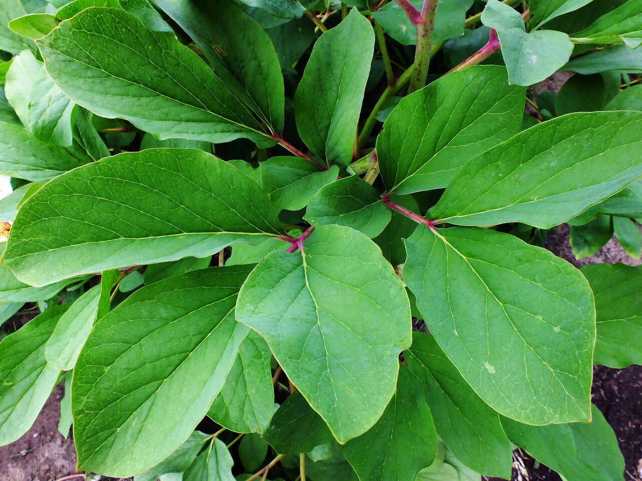 Paeonia obovata leaf