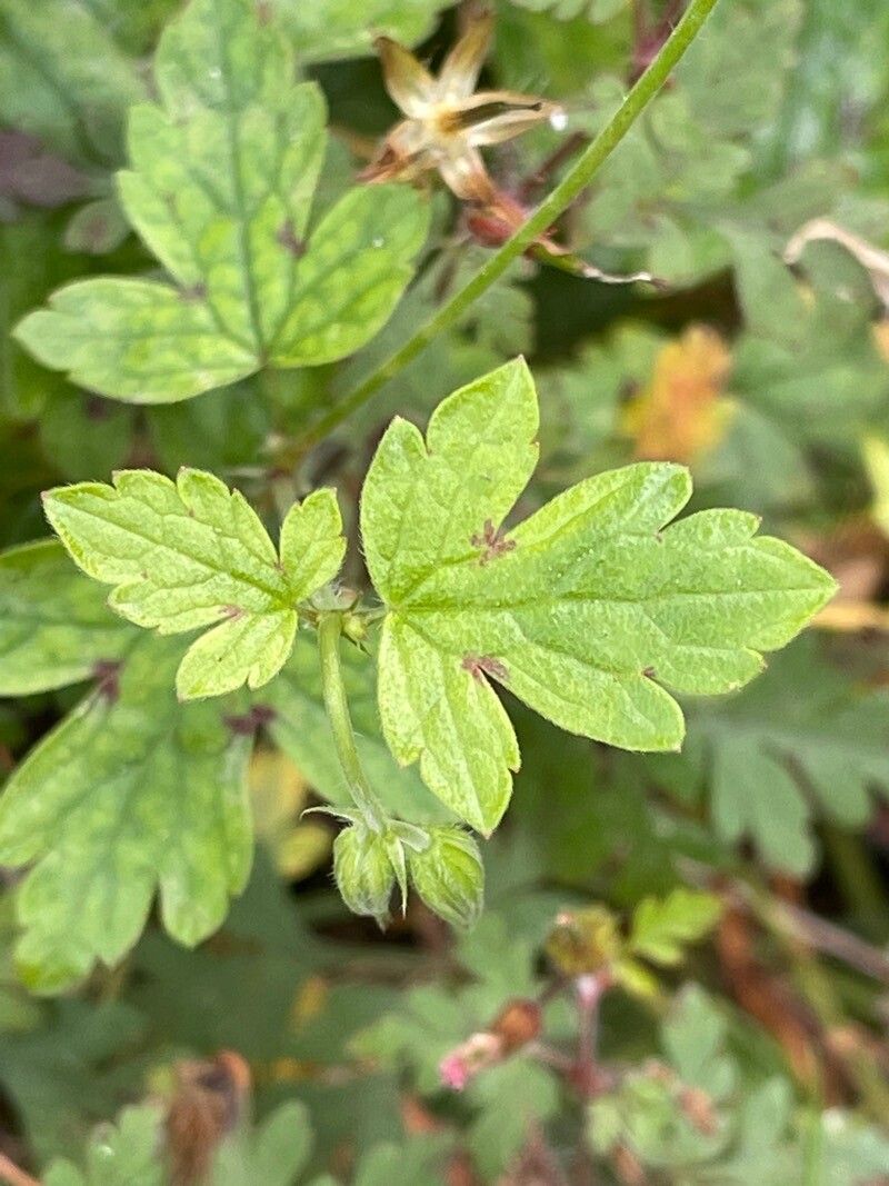 Geranium versicolor — search result for 'Geranium'