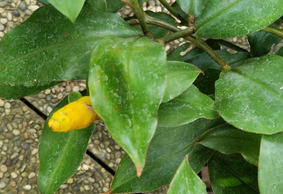 Costus lasius flower
