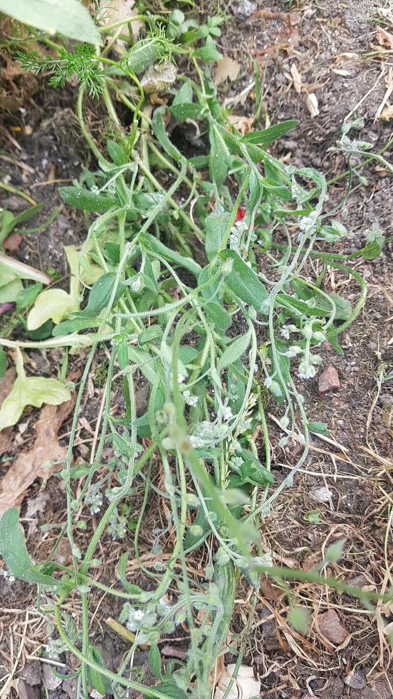 Myosotis stricta leaf