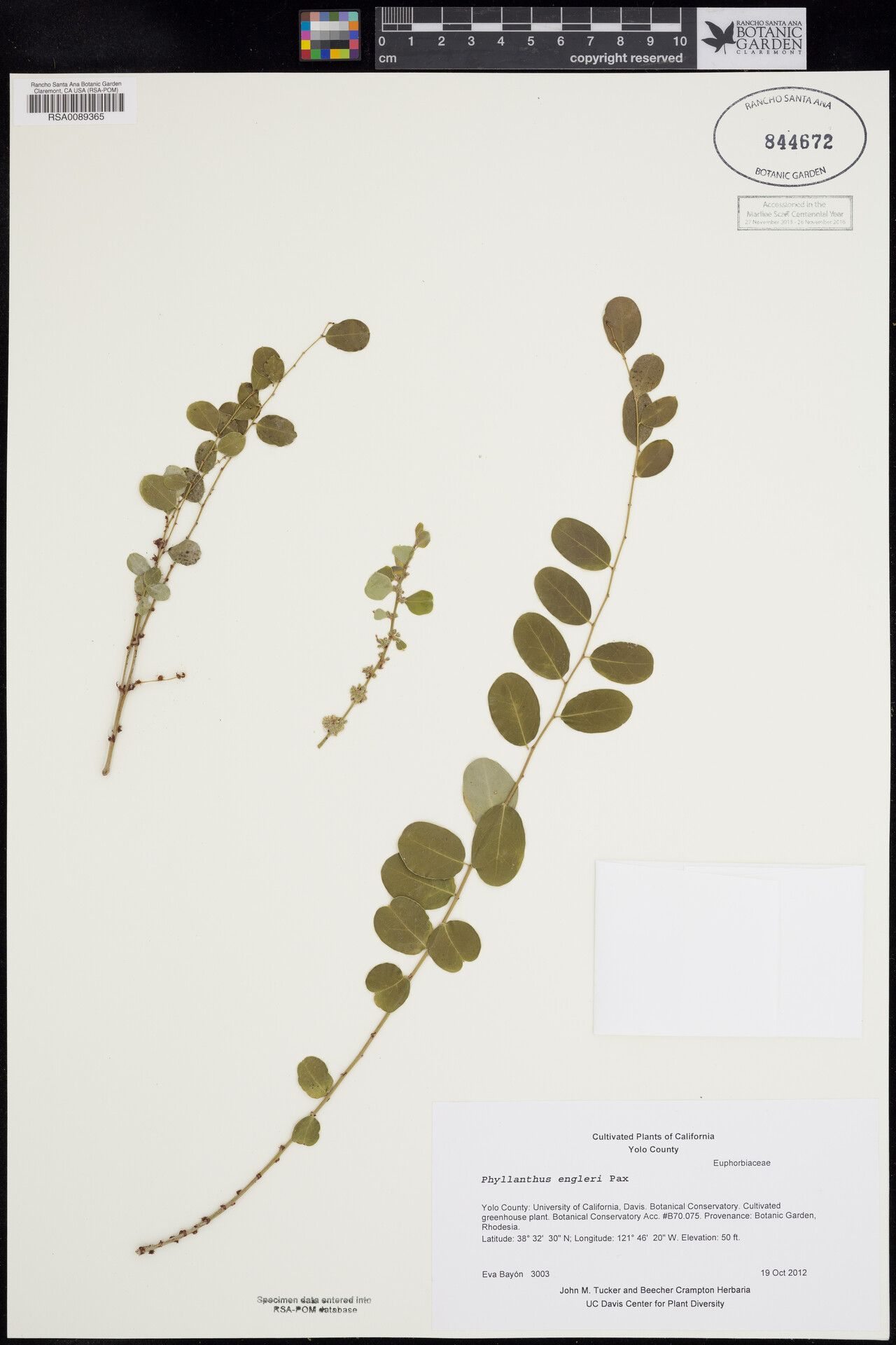 Phyllanthus engleri — houseplant care guide