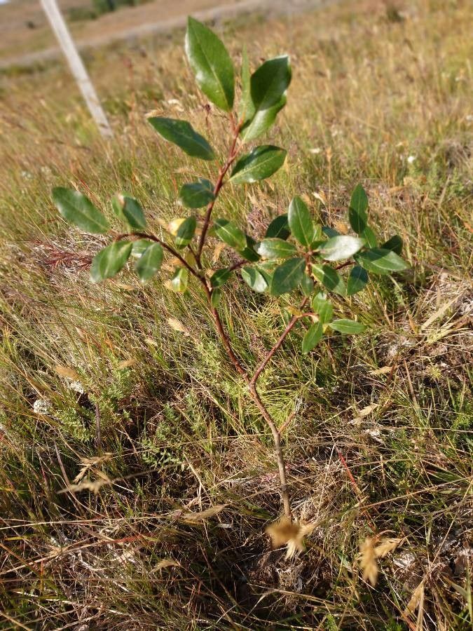 Salix hookeriana habit