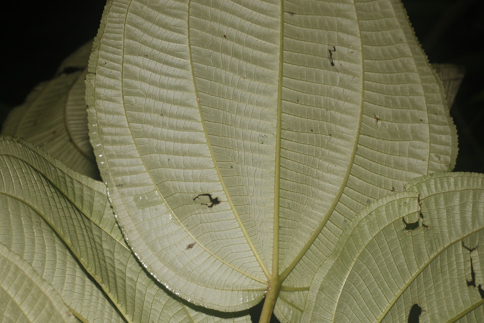 Clidemia discolor leaf