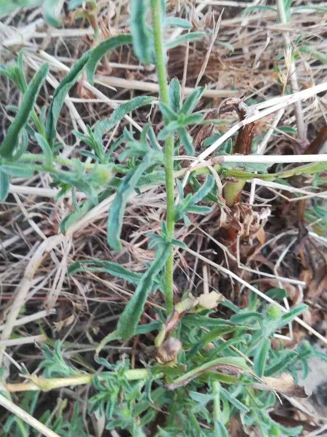 Pulicaria paludosa leaf