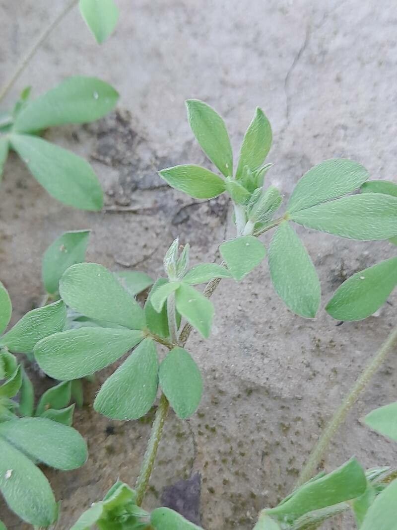 Lotus halophilus leaf