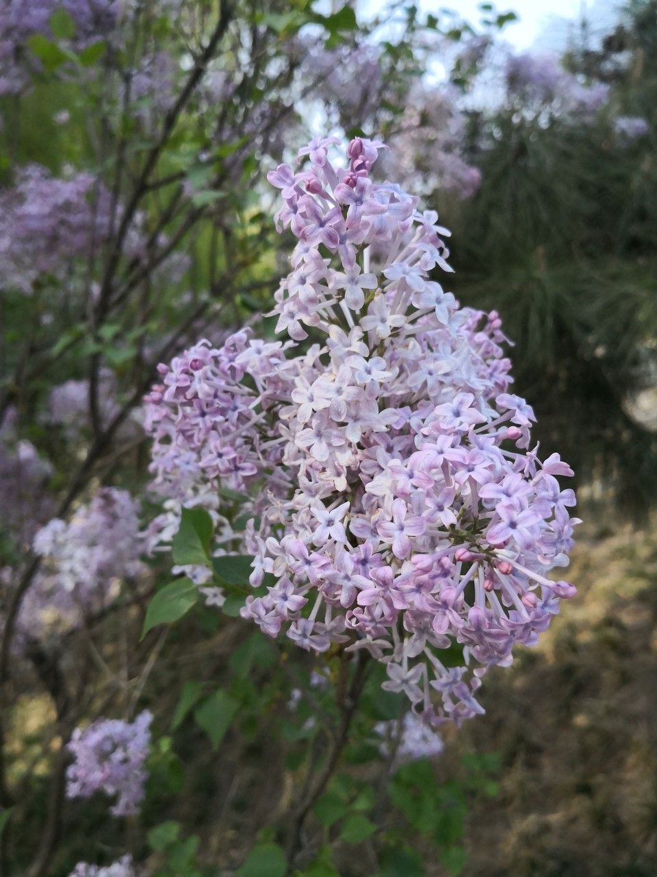 Syringa oblata flower