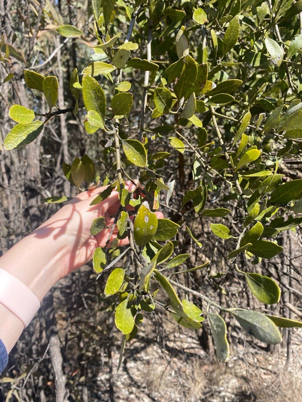 Capparis lasiantha leaf